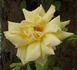 Golden Glow rose photo