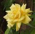 Golden Glow rose photo