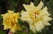 Golden Glow rose photo