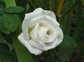 Janet Carnochan rose photo