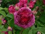 Velours Pourpre rose photo