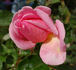 Georg Geuder rose photo