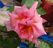 Georg Geuder rose photo