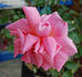 Georg Geuder rose photo
