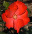 Christine rose photo