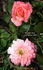 Meredith Anne rose photo