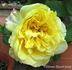 V for Victory rose photo