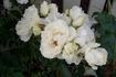 Snowline ® rose photo