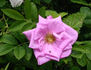 Monte Rosa rose photo