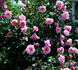 Inspiration rose photo