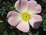 Ross Rambler 6 rose photo