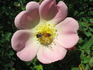 Ross Rambler 6 rose photo