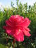Alena rose photo
