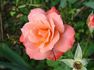 Maiden Voyage rose photo