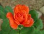Red Tropicana rose photo