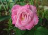 Southern Breeze rose photo