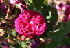 Bassompierre rose photo