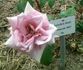 Danubio Azul rose photo