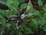 Gipsy Queen clematis photo