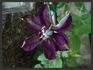 Gipsy Queen clematis photo