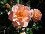 What a Peach ™ rose photo