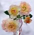 Avandel rose photo