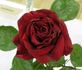 Burning Desire ™ rose photo