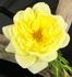 Golden Arctic rose photo