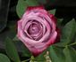 Moonlight and Roses rose photo