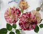Painter's Palette rose photo