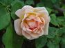 Empress Michiko rose photo