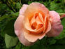 Golden Blush rose photo