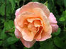 Golden Blush rose photo