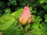 Golden Blush rose photo