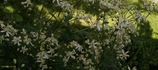 C. recta 'Purpurea' clematis photo