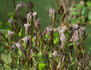 C. recta 'Purpurea' clematis photo