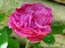 Pie IX rose photo