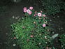 Patriot Kordana rose photo