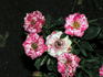 Patriot Kordana rose photo