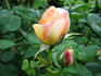 Lemon Blush rose photo