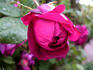 Crimson Blush rose photo