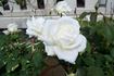 Thornheim rose photo