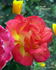 Piccadilly ® rose photo