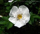 Rosa rugosa alba plena rose photo