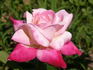 Circus Knie ® rose photo