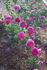 Mrs Yamada rose photo