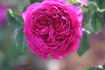 Mrs Yamada rose photo