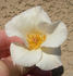 ALGXYAK rose photo