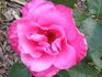 Capistrano rose photo