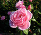 Canterbury rose photo